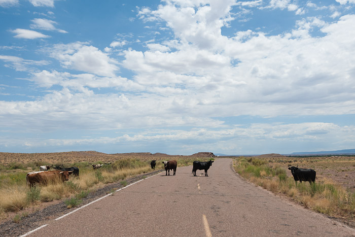 Cows on the road to Homolovi Ruins State Park near Winslow, Arizona