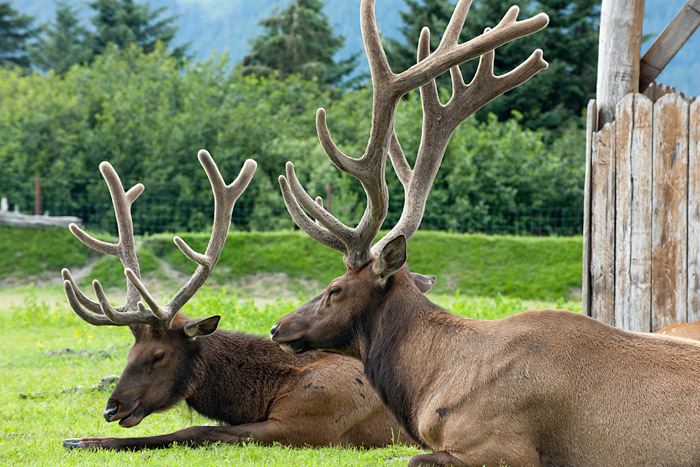 Elk bucks