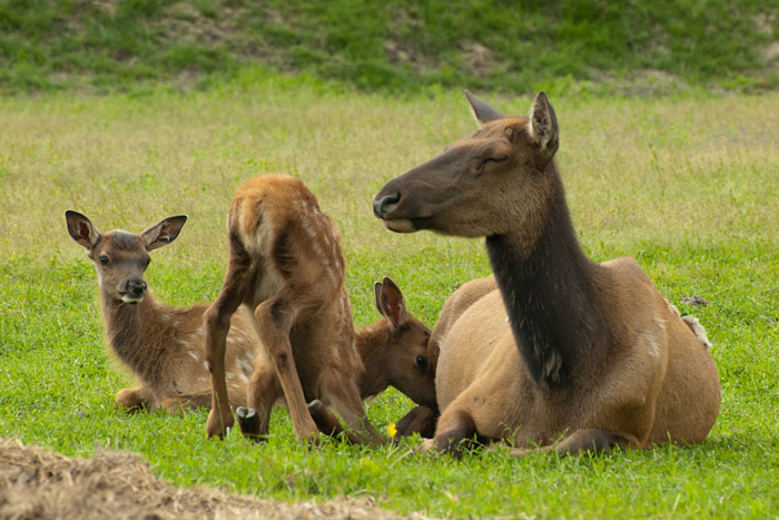 Newborn elk
