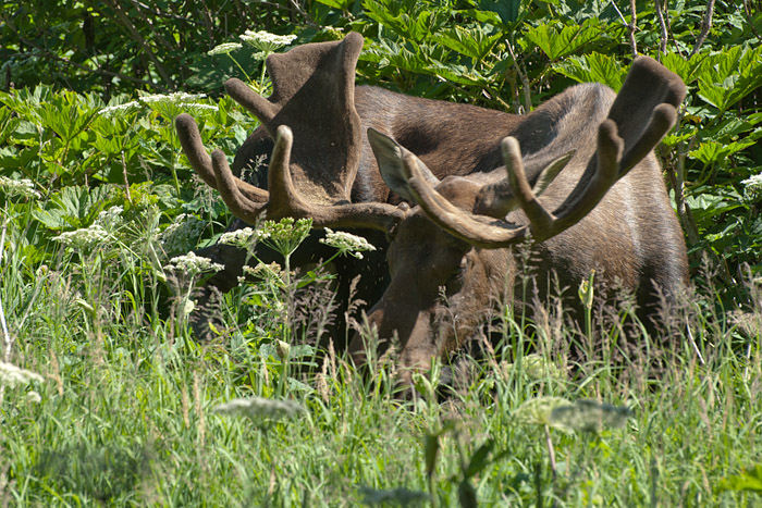 A moose grazes near the trail.