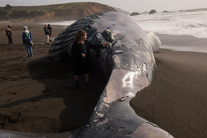 Among the hundreds of spectators that walked a quarter mile to see the whale, a girl who feels its skin.